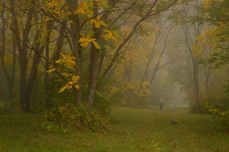 осень листва утро лес туман тропа Туманное утроphoto preview