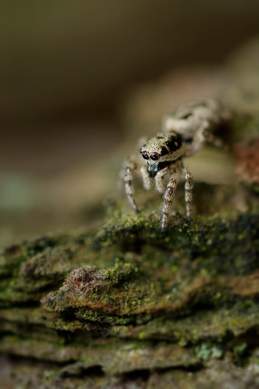 макро, паук, spider, macro Прыжок с высоты фото превью
