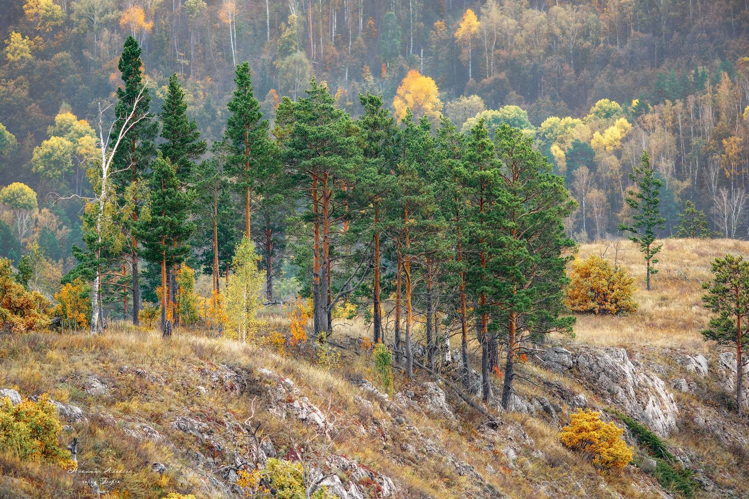 , Никитин Алексей
