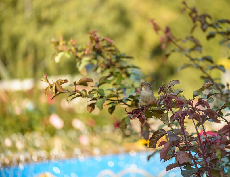 внимательный наблюдатель)photo preview