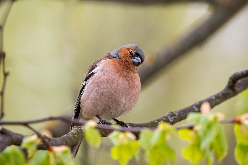 bird, wildlife, chaffinch, nature, wild, зяблик, птицы, фотоохота, дикая природа, songbird  Зяблик / Fringilla coelebs / Chaffinchphoto preview