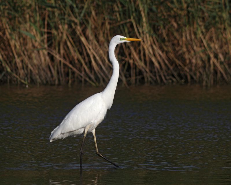 большая белая цапля, цапля, ardea alba, great egret, куршский залив, куршская коса Вышагивая по мелководьюphoto preview