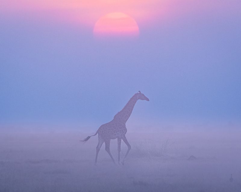 африка, жираф, кения, закат, дикая природа, минимализм, пейзаж Закатный жираф. фото превью