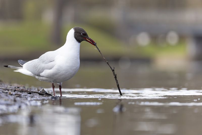озерная чайка, рыбалка, рыбак, чайка, птицы Ловись рыбка большая и маленькаяphoto preview