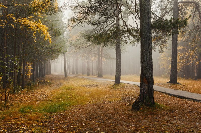 осень, сентябрь, утро, туман, парк, деревья, дорожка, трава Утро в паркеphoto preview