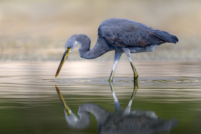 птица, фотоохота, цапля, природа, фауна Свет мой, зеркальце, скажи...photo preview