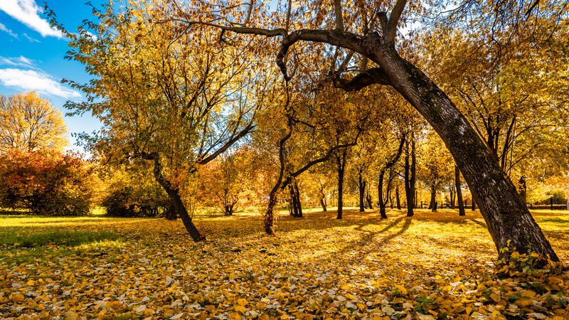 Парк, Осень, Коломенское, Листва, Москва Осень в паркеphoto preview