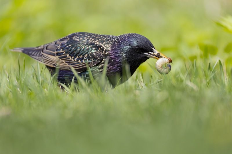 скворец, птицы photo preview