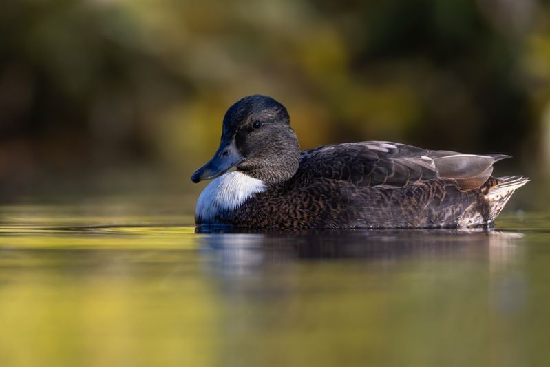 утка, кряква, птицы Кряква с нестандартным окрасомphoto preview