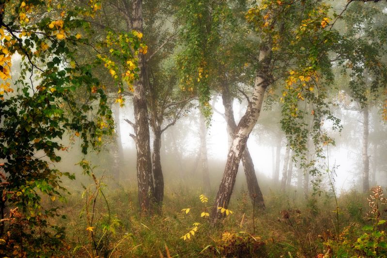 осень IX (Девять)photo preview