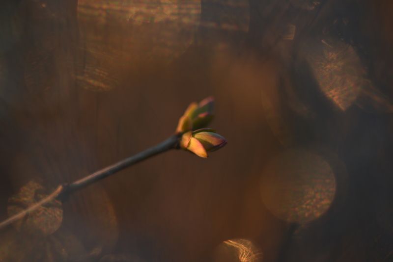 сирень, почки, весна, боке, блики, золотой Золото весныphoto preview