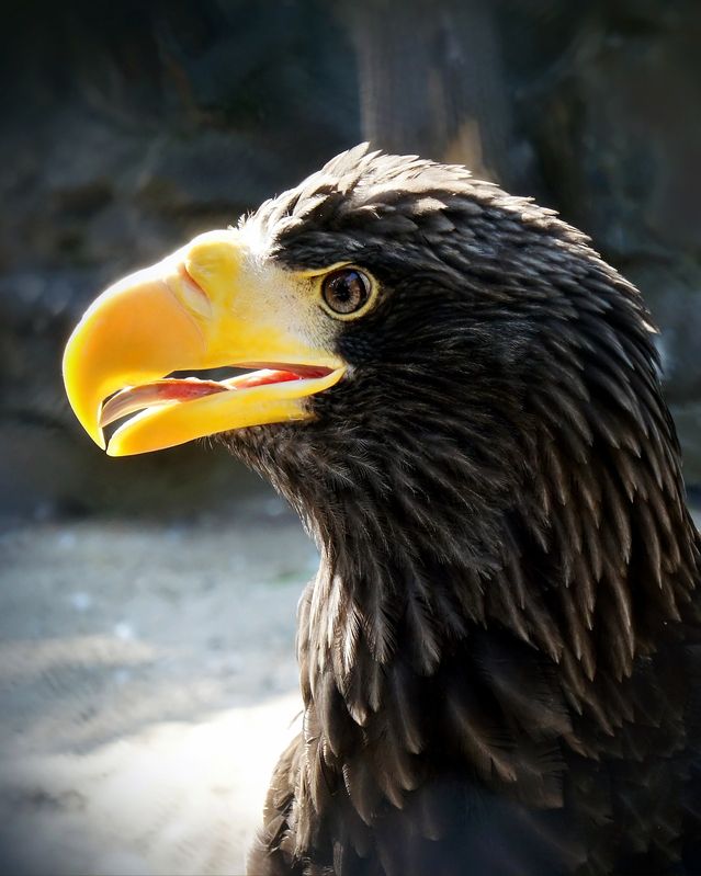 орел, птица, птицы, животные, дикие животные, настоящие птицы, хищные, орлан белоплечий, Орлан белоплечий.photo preview