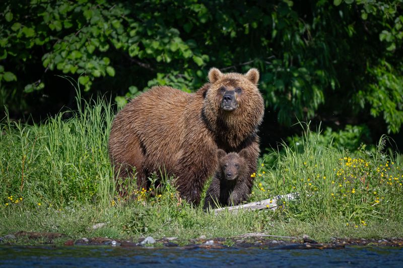Медвежонок, медведица, Камчатка, хищники, звери, медведи, семья Под маминой защитойphoto preview