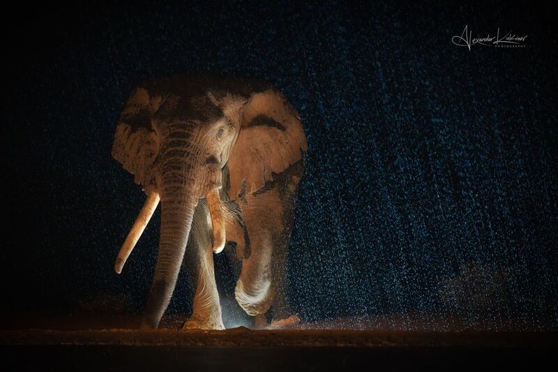 кения,слон,ночь,дождь Когда идёт дождь... фото превью