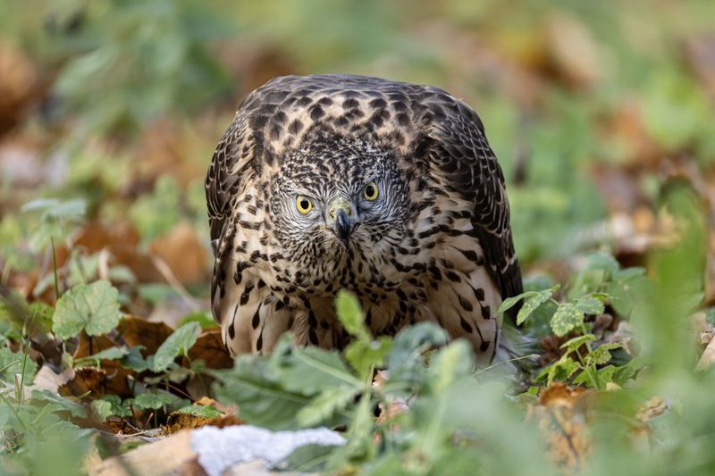 ястреб тетеревятник, ястреб, тетеревятник, птицы, ястреб-тетеревятник, хищники, хищная птица. hawk, birds, goshawk Молодой тетеревятникphoto preview