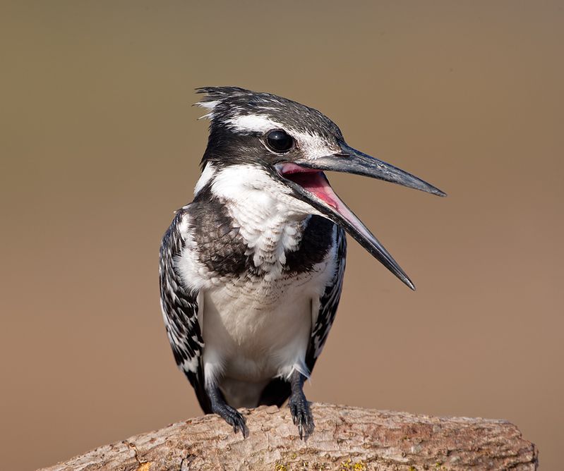pied kingfisher,  малый пегий зимородок, зимородок,kingfisher, israel,израиль Pied Kingfisher - Малый пегий зимородокphoto preview