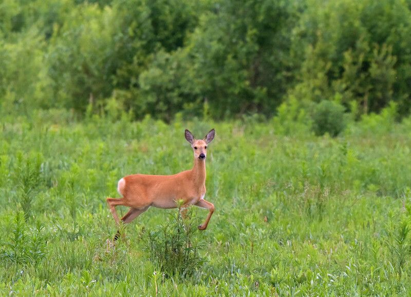 Лесная грацияphoto preview