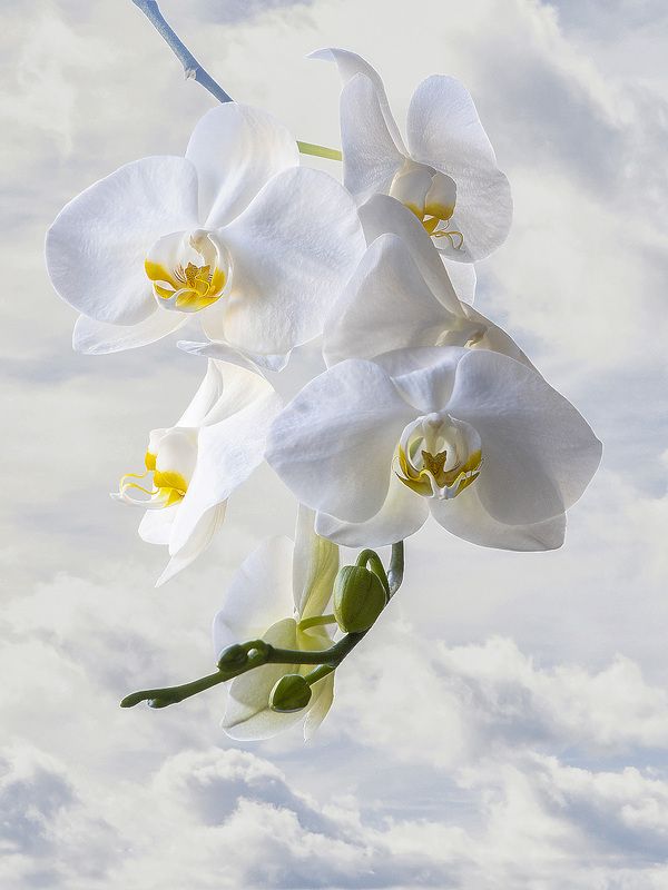 цветы, макро, орхидеи Орхидея Афродитаphoto preview