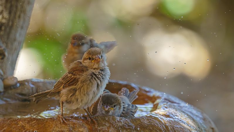 Купание фото превью