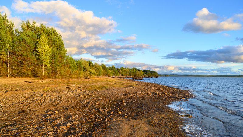 forest, tree, light, foliage, sunlight, morning, lake, autumn, yellow, sea, water, shore, seaside ***photo preview