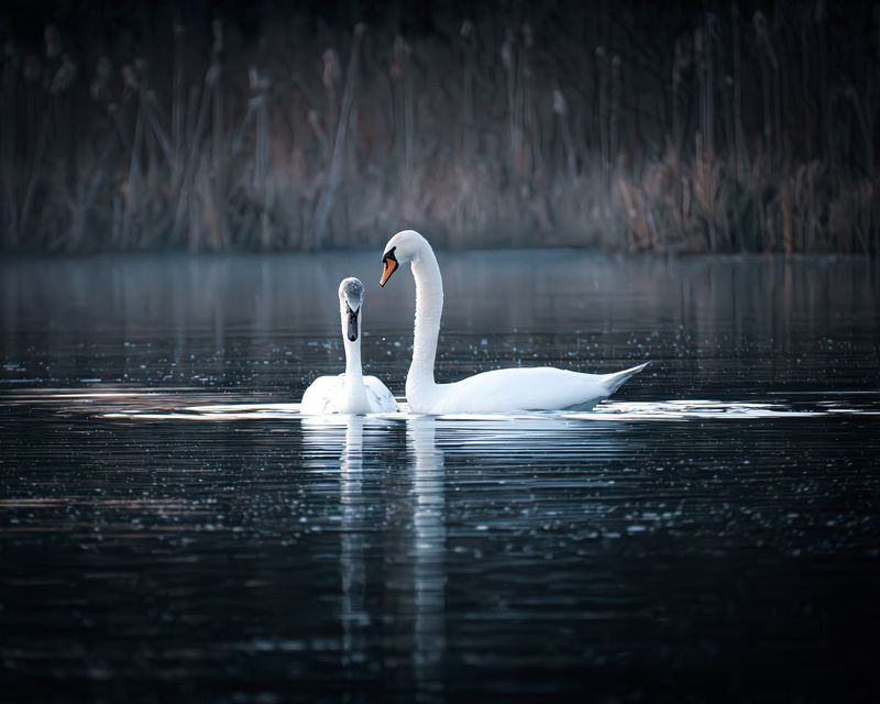 Лебеди весна Псковская область Изборск  Виноват. Исправлюсь. photo preview