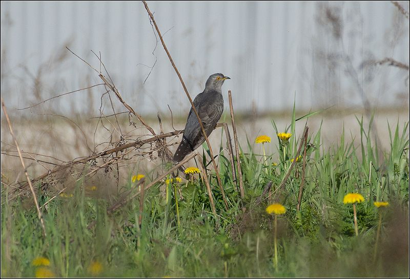 москва, лето, парк, кукушка *******photo preview