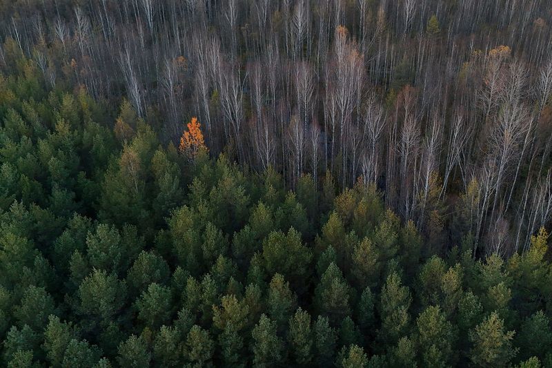 осень, фото, эстония, природа Осень знает, как быть особенной...photo preview