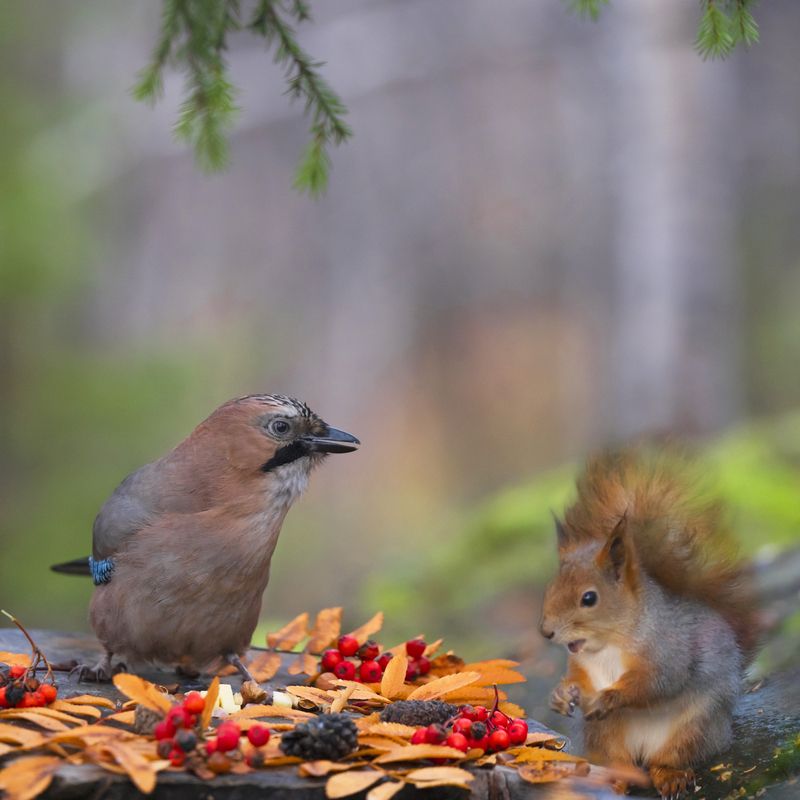сойка,белка, Сойка с белочкой в Осеннем лесу.photo preview