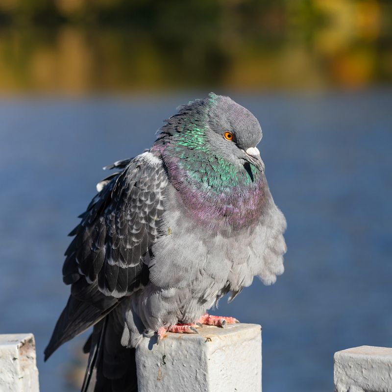 голуби, утки, птицы, осень, вода, photo preview
