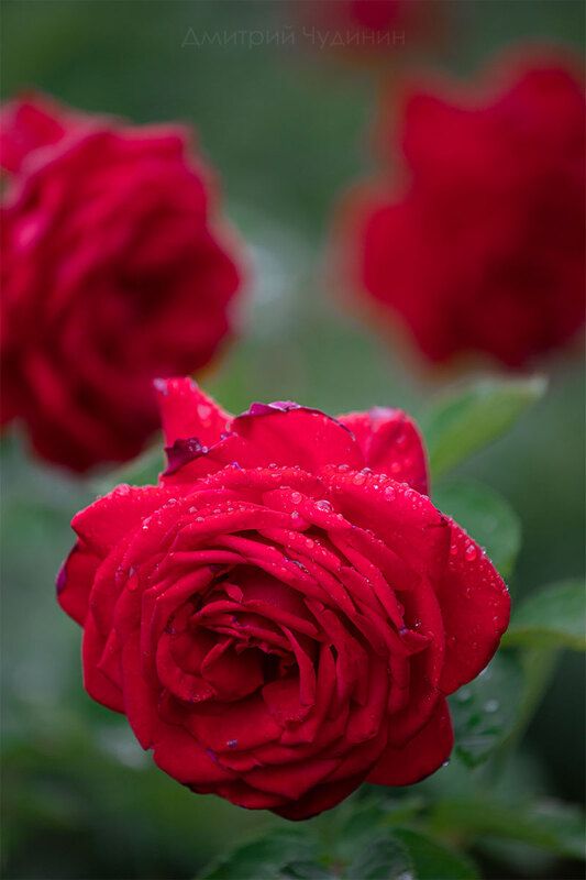 После дождя фото превью