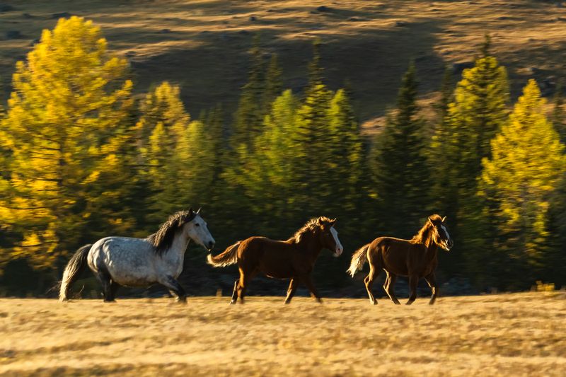 жомболок, саяны, бурятия, осень Долина реки Жомболокphoto preview