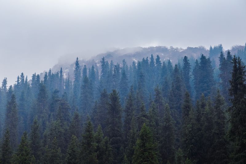 кыргызстан, шамшы Время туманаphoto preview