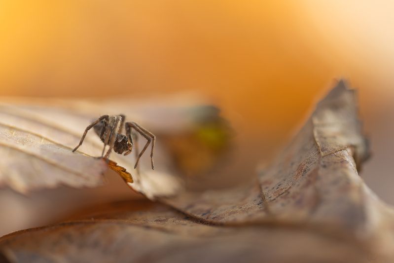 На волнах осениphoto preview