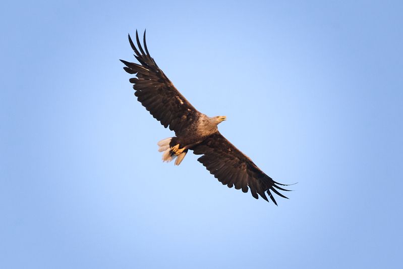 Орлан-белохвост / Haliaeetus albicilla / White-tailed eaglephoto preview