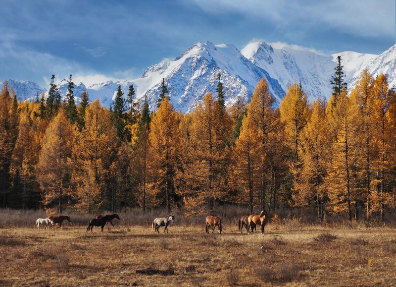 Алтай, Северо-Чуйский хребет, лошади, Горный Алтай Алтайский колоритphoto preview