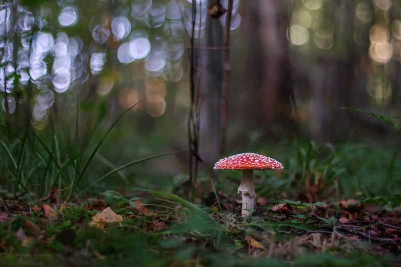 мухомор, гриб Белоручкаphoto preview