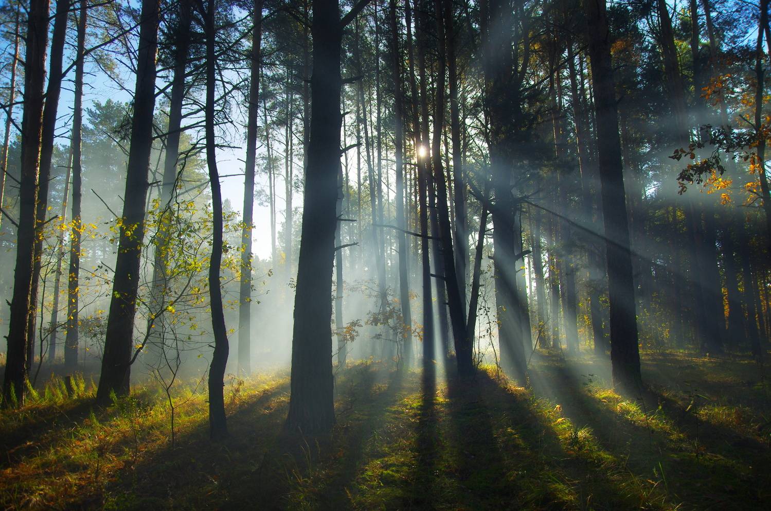 Утро в лесу. Автор: Шляга Сергей , Шляга Сергей