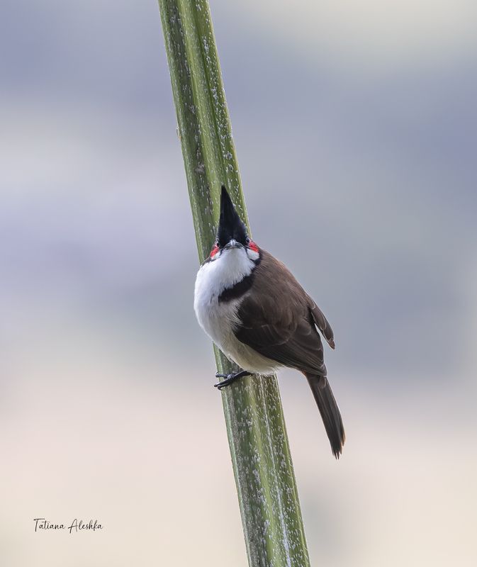 Краснощекий настоящий бюльбюль (Red-whiskered Bulbul)photo preview