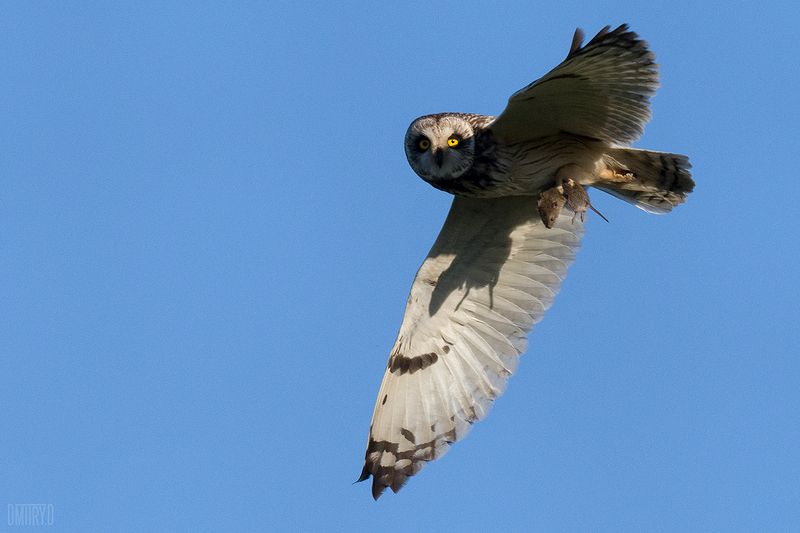 Болотная сова фото превью