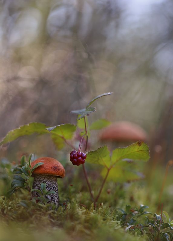 нерюнгри, подосиновик, княженика, растениялевиной, якутия, растенияякутии, женялевина, евгениялевина Щедрое лето фото превью