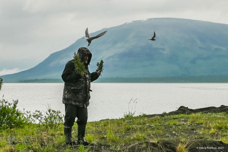 крачки, чайки, защита, нападение, озеро дюпкун, плато путорана Крачки защищаются…photo preview