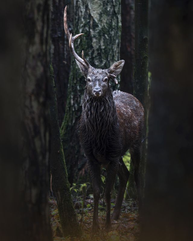 Пятнистый олень (Cervus nippon) photo preview