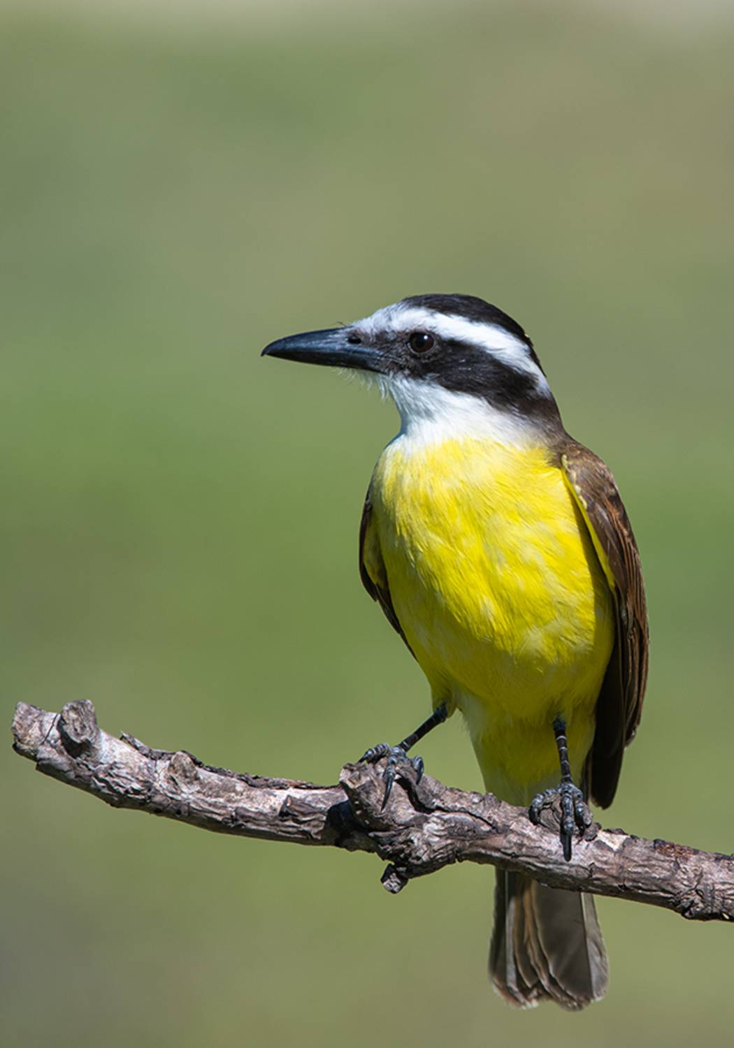 Серия "Птицы аргентины". Питанга (Pitangus Sulphuratis). Автор: Андрей Алексеев , Андрей Алексеев