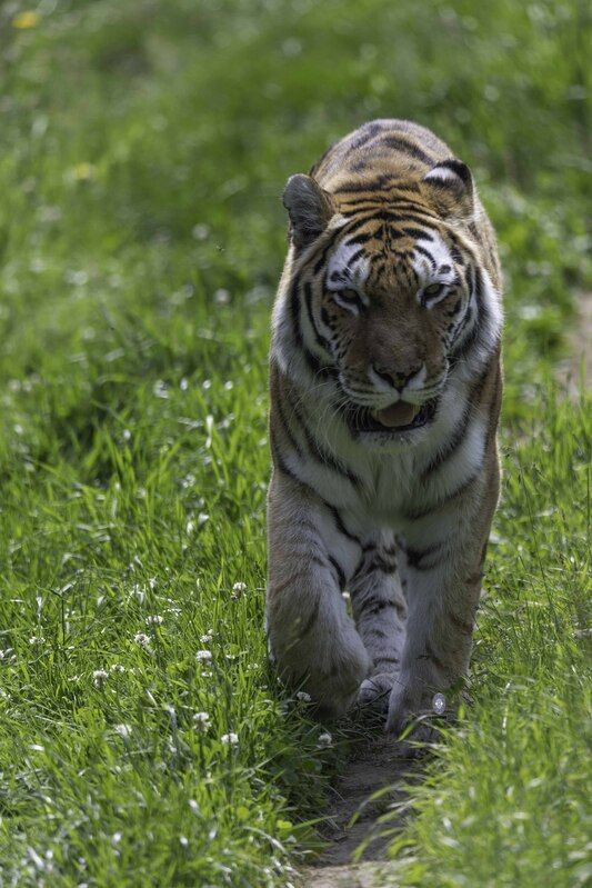 Amur tigerphoto preview