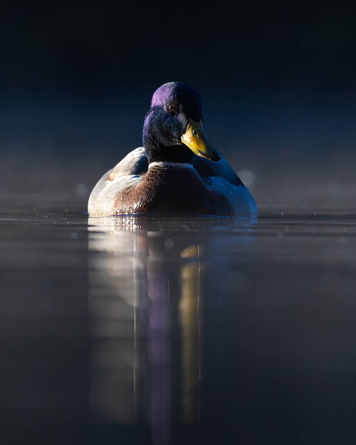 кряква, утка, птицы, Ruslan Pl