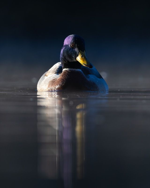 кряква, утка, птицы Морозное утроphoto preview