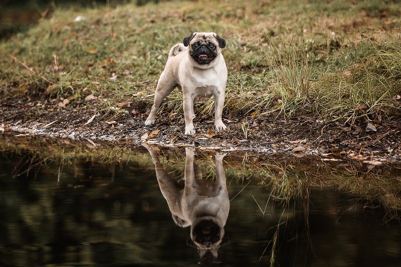 Симбаphoto preview