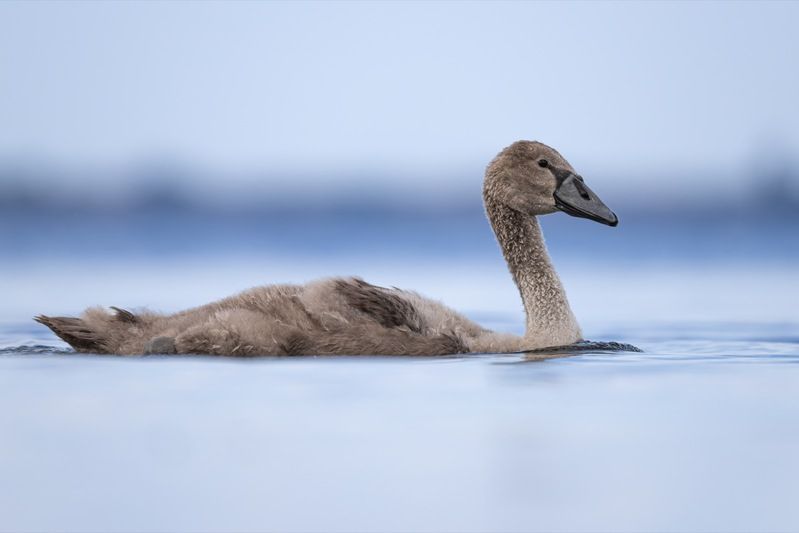 шипун, лебедь, лебедь шипун, лебедь-шипун, финский залив Шипуненокphoto preview