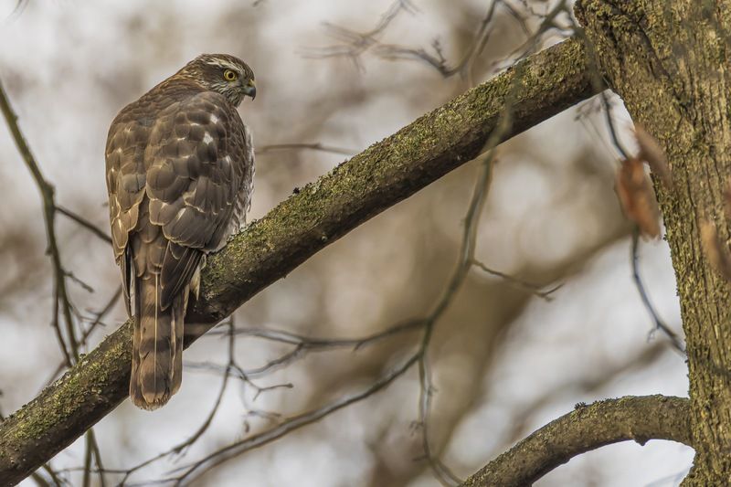 перепелятник, ястреб, птицы, ястреб перепелятник, ястреб-перепелятник Перепелятникphoto preview
