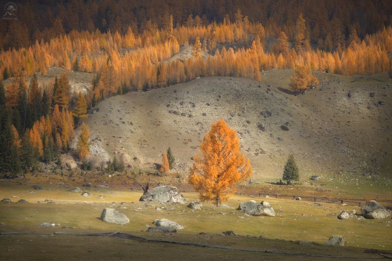 алтай, лиственницы, осень, горы, горный алтай, республика алтай, кош-агач, фототур на алтай, осенний фототур на алтай Солоphoto preview